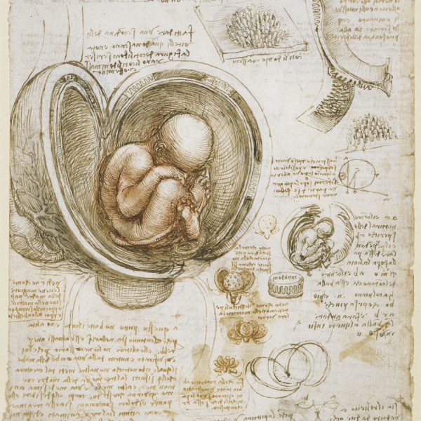Leonardo_da_Vinci_-_Studies_of_the_foetus_in_the_womb