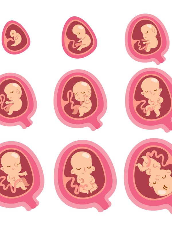 illustration of fetal development